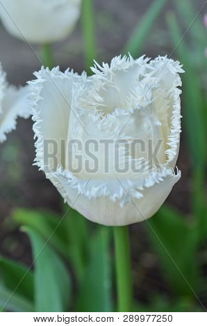 White Fringed Tulips Blooming
