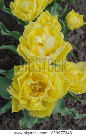 Terry Yellow Tulips Mon Amour