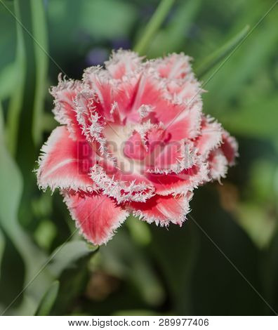 Pink Terry Tulip On The Flowerbed. Beautiful Terry Fringed Tulip
