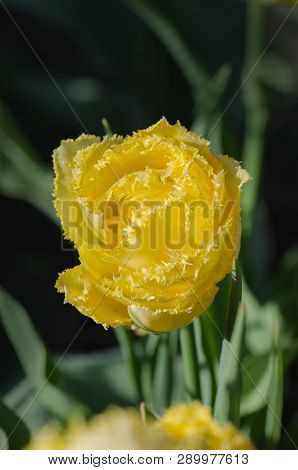 Double Fringed Yellow Tulip