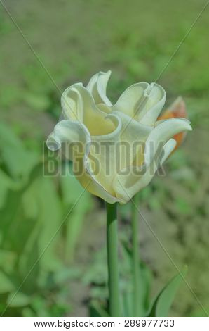 Crown Shaped White Liberstar Tulip