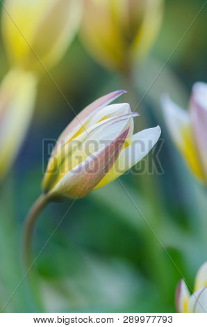 Tarda Dasystemon Tulip
