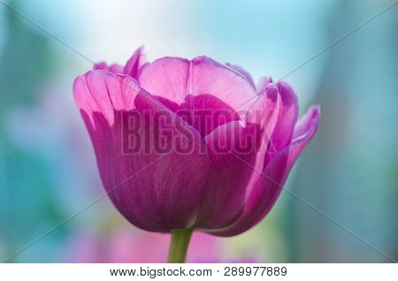 Beautiful Purple Tulip Outdoor