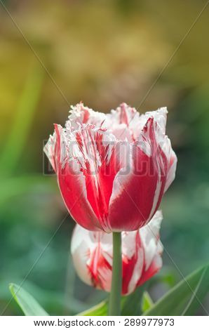 Pink Tulip Flower  Bell Song  With White Fringes To The Petals