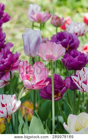 Mix Of Spring Tulips Flowers. Mixed Color Tulips In Garden