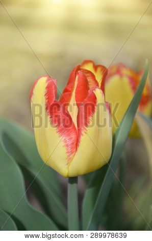 Beautiful Tulip With Stripe Cape Town