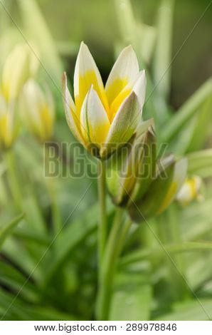 Tarda Dasystemon Tulip