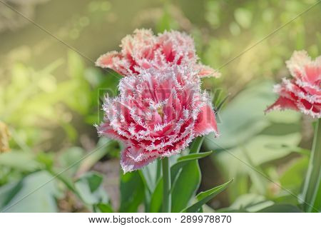 Queensland Terry Fringed Tulip In Garden.