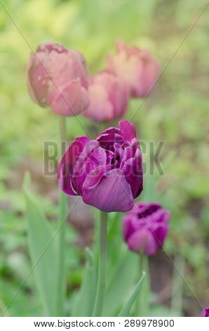 Violet Double Colorful Beautiful Tulip. Purple Tulip  Like Peony