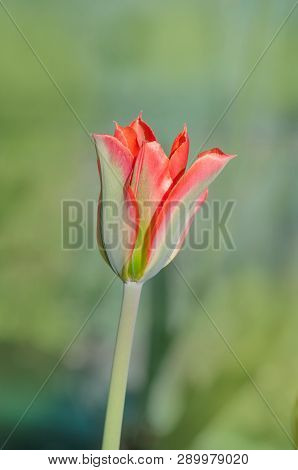 Beautiful Tulip Green River