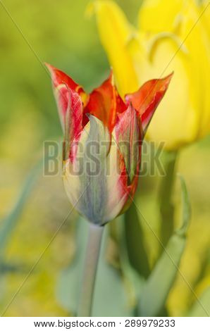 Beautiful Tulip Green River
