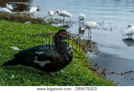 Ducks And Ibis Walking Around Riverhills Park On The Hillsbourgh River In Tampa Florida.