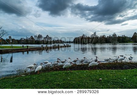 Ducks And Ibis Walking Around Riverhills Park On The Hillsbourgh River In Tampa Florida.