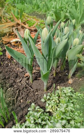 Tulip Green Bud With Green Leaves Growing In Garden.