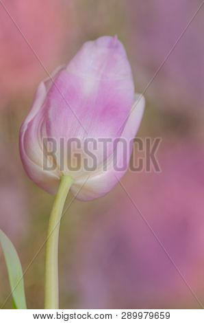 Beautiful Colorful Tulips Pink Diamond. Tulip Growing In Garden
