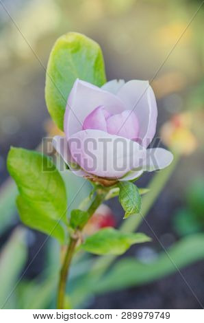 Magnolia Pink Blossom Tree Flower