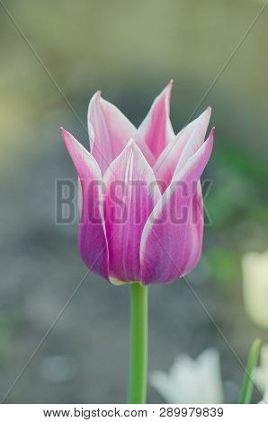 Purpe Tulip Ballade Edged With Shades Of Creamy White