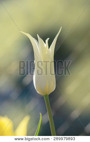 White Lily Flowering Tulip