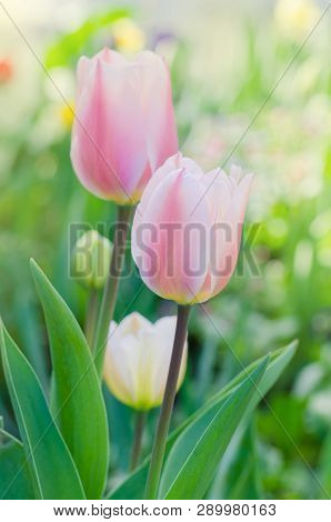 Pink And White Tulip