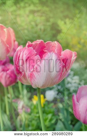 Pink Beautiful Parrot Tulip Flowers In Garden. Tulips Parrot  Pink Orange Close Up