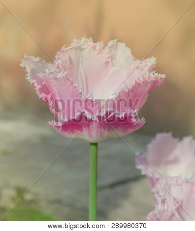 Pink Tulip Crispa New Look