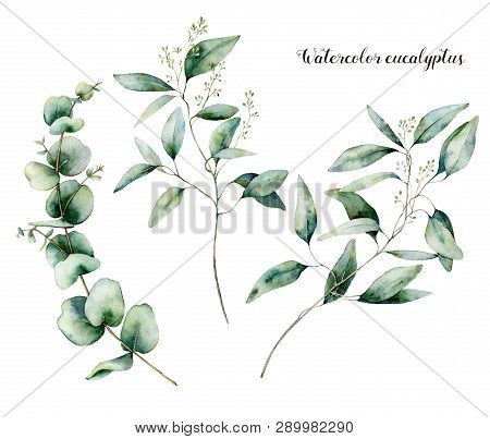 Watercolor Seeded Eucalyptus Set. Hand Painted Eucalyptus Branch And Leaves Isolated On White Backgr