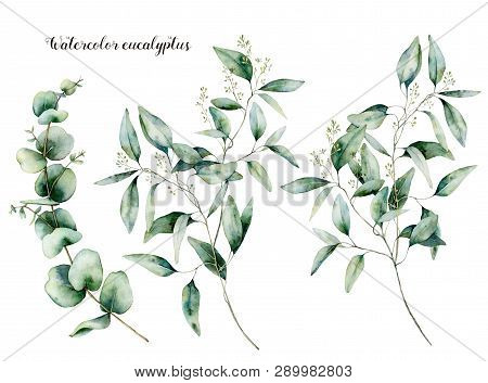 Watercolor Seeded And Baby Eucalyptus Set. Hand Painted Eucalyptus Branch And Leaves Isolated On Whi