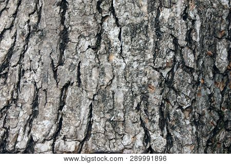 Old Natural Wooden Shabby Background Close Up, Old Wood Background, Texture Of Bark Wood Use As Natu