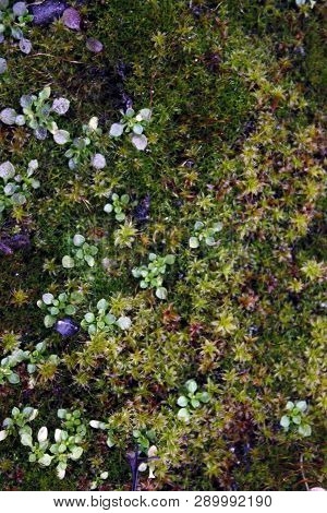 Green, Yellow Moss With Flowers On The Foundation, Stone. Mocha Texture