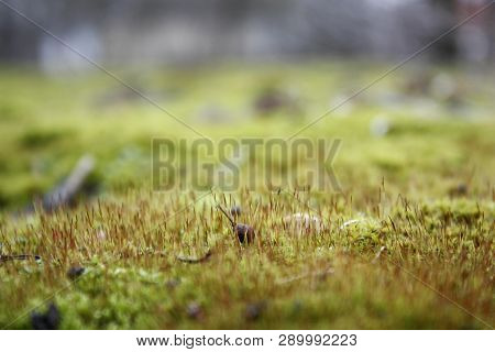 Green, Yellow Moss With Flowers On The Foundation, Stone. Mocha Texture