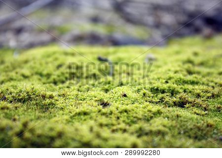 Green, Yellow Moss With Flowers On The Foundation, Stone. Mocha Texture