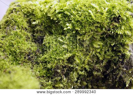 Green, Yellow Moss With Flowers On The Foundation, Stone. Mocha Texture