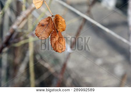 Rose Leaf Close Up Orange Color In Garden Close Up