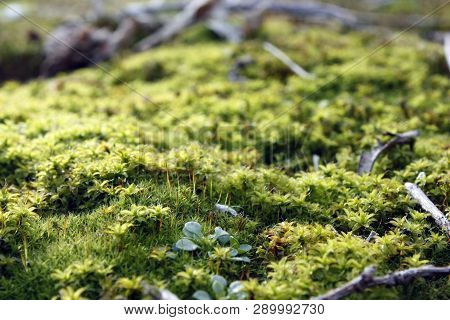 Green, Yellow Moss With Flowers On The Foundation, Stone. Mocha Texture
