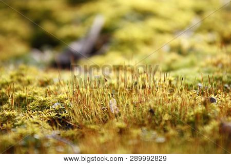 Green, Yellow Moss With Flowers On The Foundation, Stone. Mocha Texture