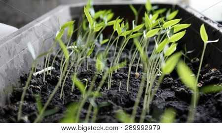 Pepper Seedlings, Young Foliage Of Pepper, Spring Seedlings. Sprouts Pepper.