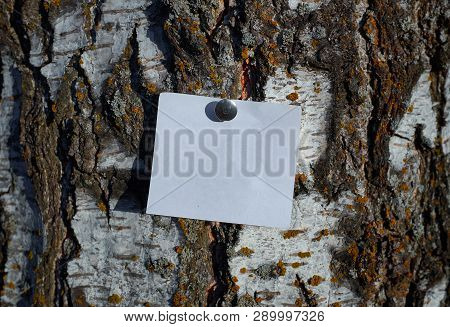 Blank White Piece Of Note Paper Fastened By Pin To The Tree Trunk Into The Park. The Bark On The Tre