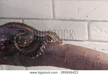 Sleeping Royal Python On A Big Tree