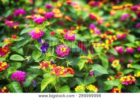 A Single Purple Violet Among Multi-colored Lantana Camara Flowers Blooming In A Garden On The Proper