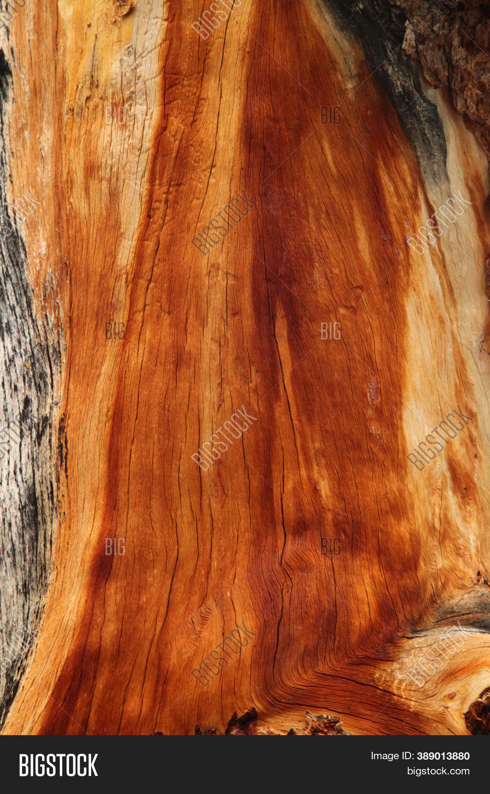 Golden Tree Trunk Wood Image & Photo (Free Trial) Bigstock