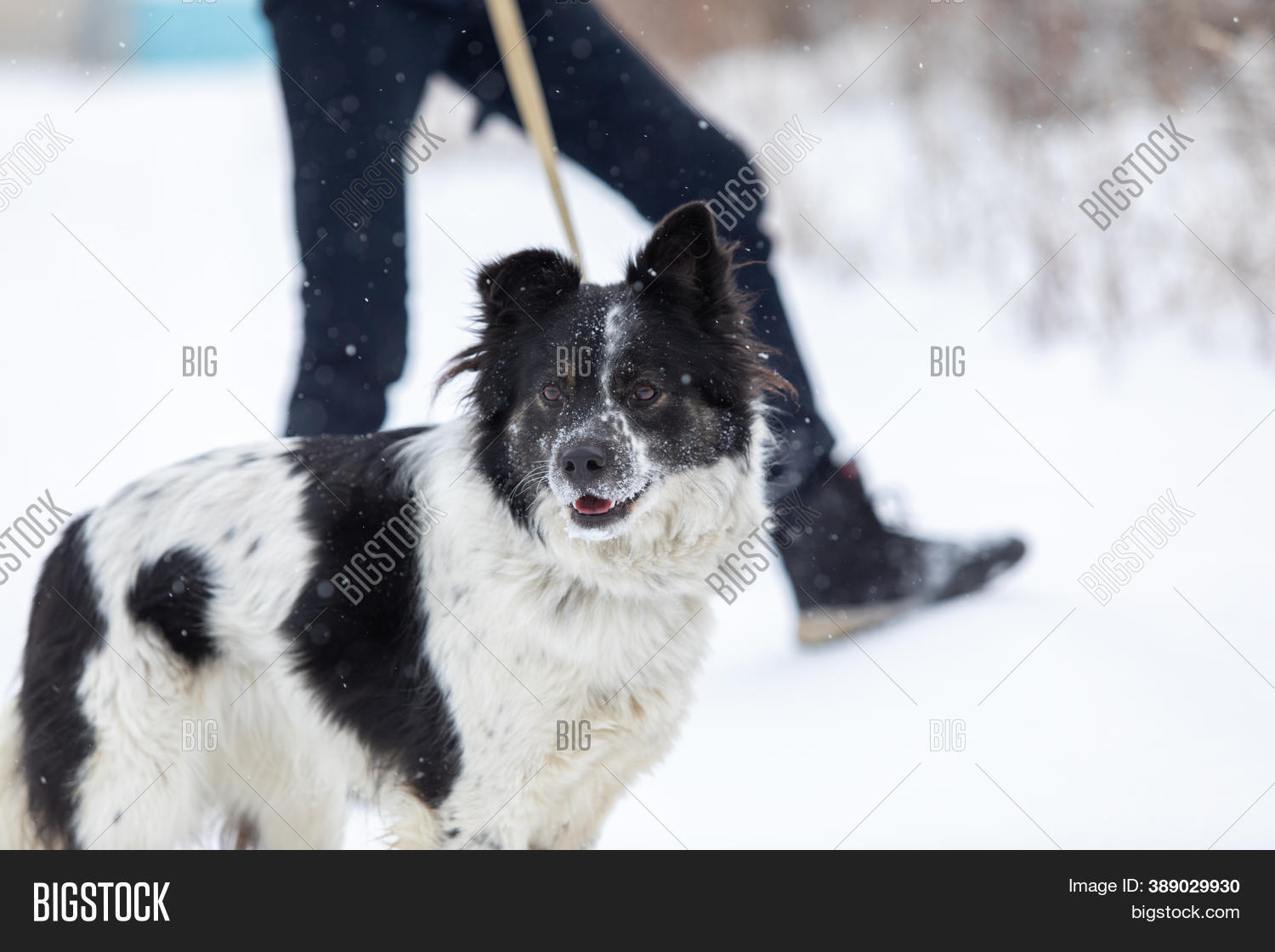Dog Thick Shaggy Coat Image & Photo (Free Trial) Bigstock