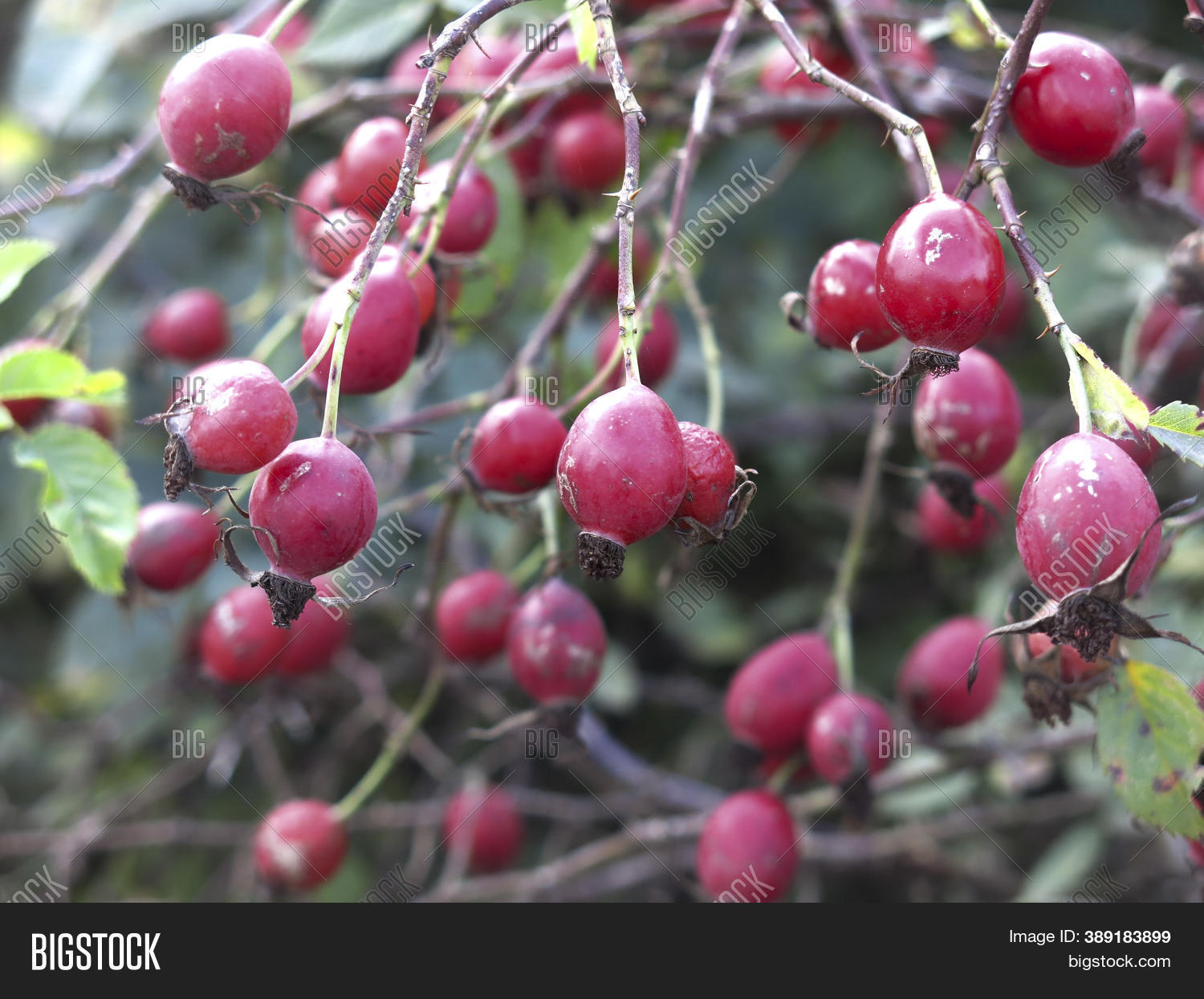 Red Rosehip Berries On Image & Photo (Free Trial) Bigstock