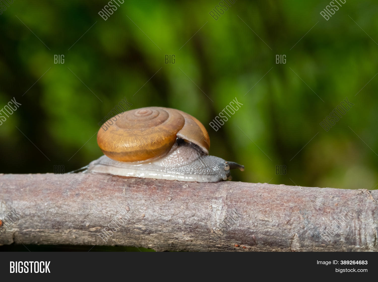 Thai Snail Soil Snail Image & Photo (Free Trial) Bigstock