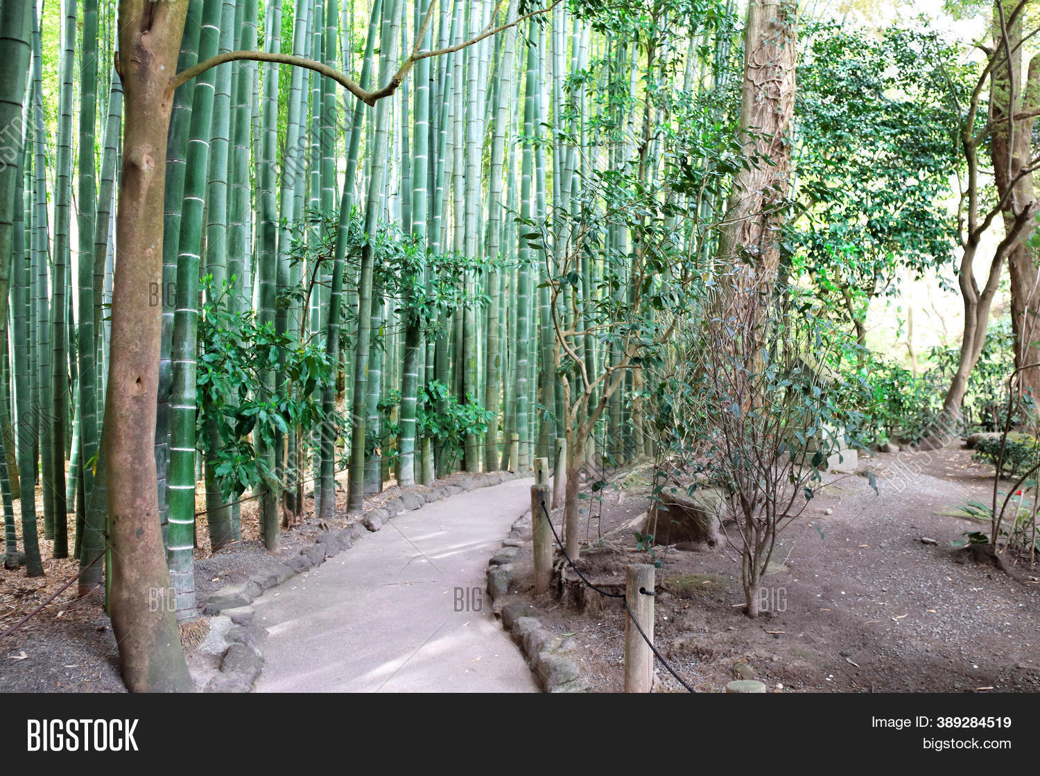 Footpath Bamboo Garden Image & Photo (Free Trial) Bigstock