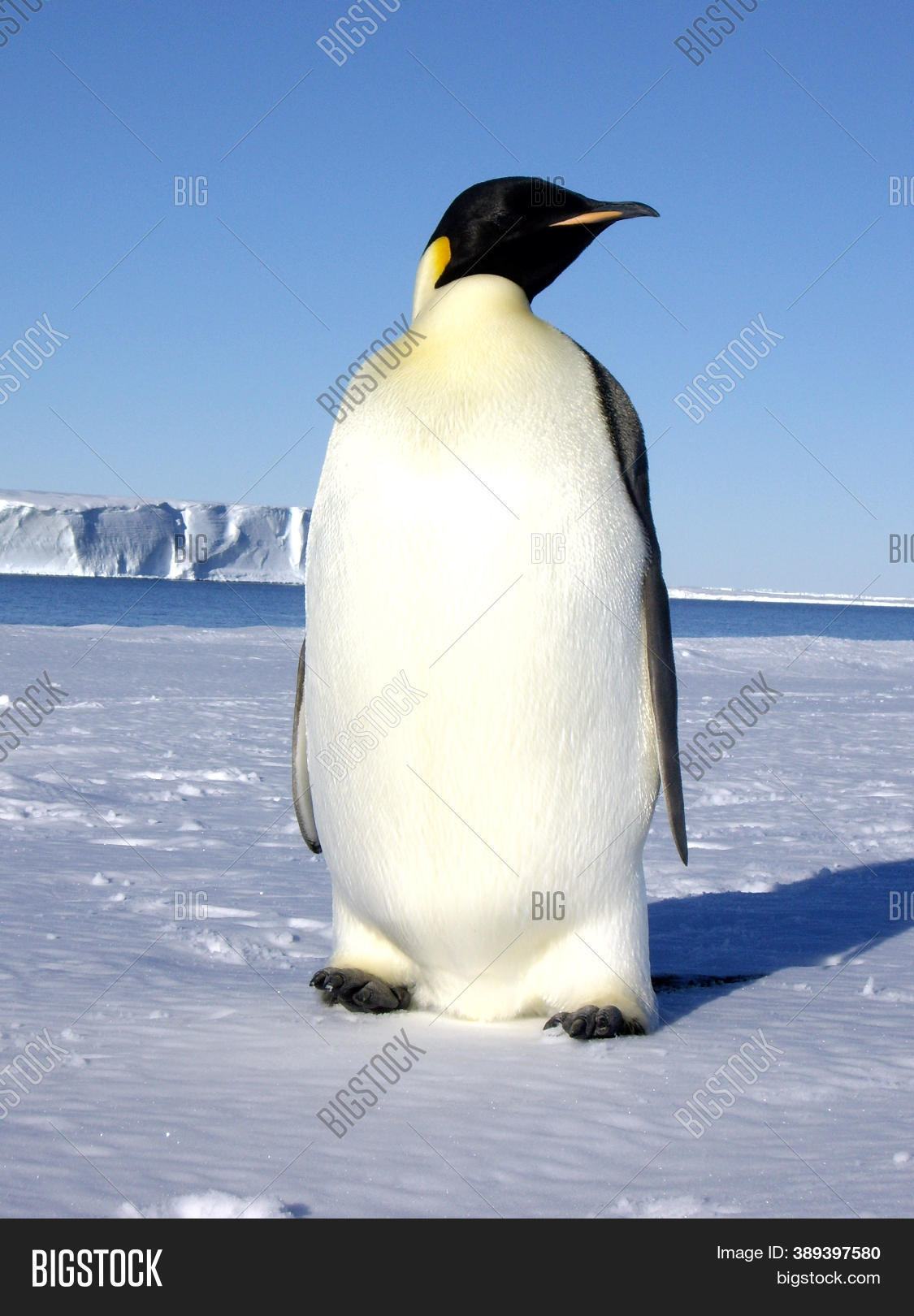Emperor Penguin Image & Photo (Free Trial) | Bigstock