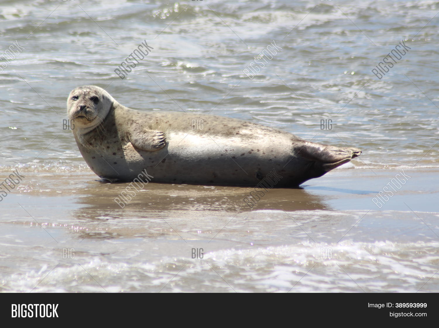 Earless Seal On Image & Photo (Free Trial) Bigstock