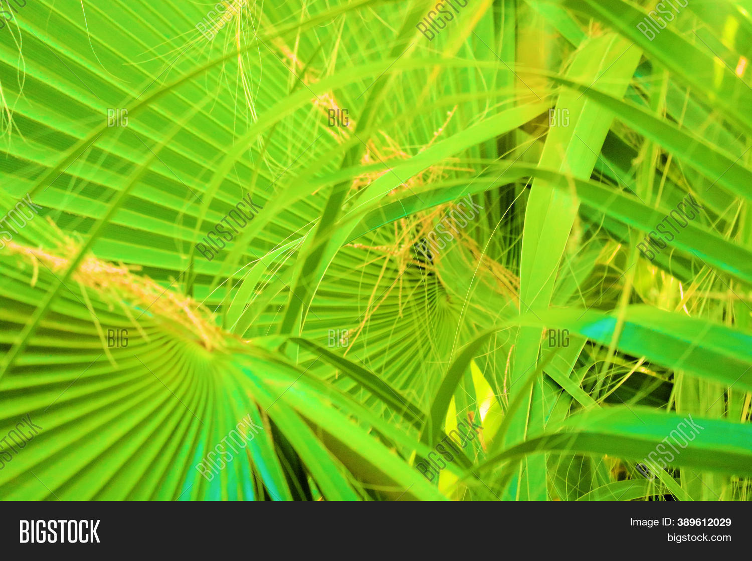 Fan Leaves On Palm Image & Photo (Free Trial) Bigstock