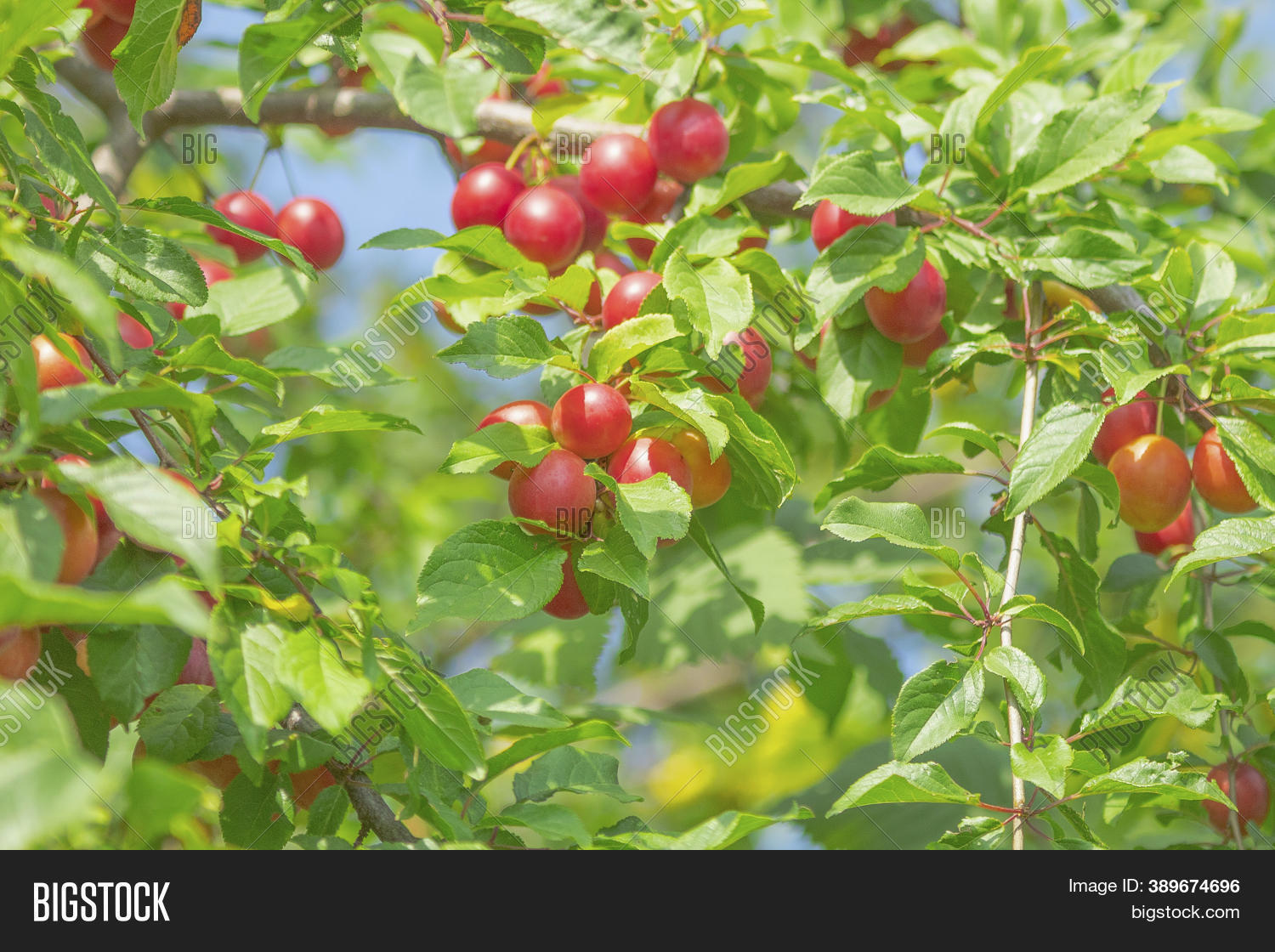 Ripe Wild Plums Grow Image & Photo (Free Trial) Bigstock