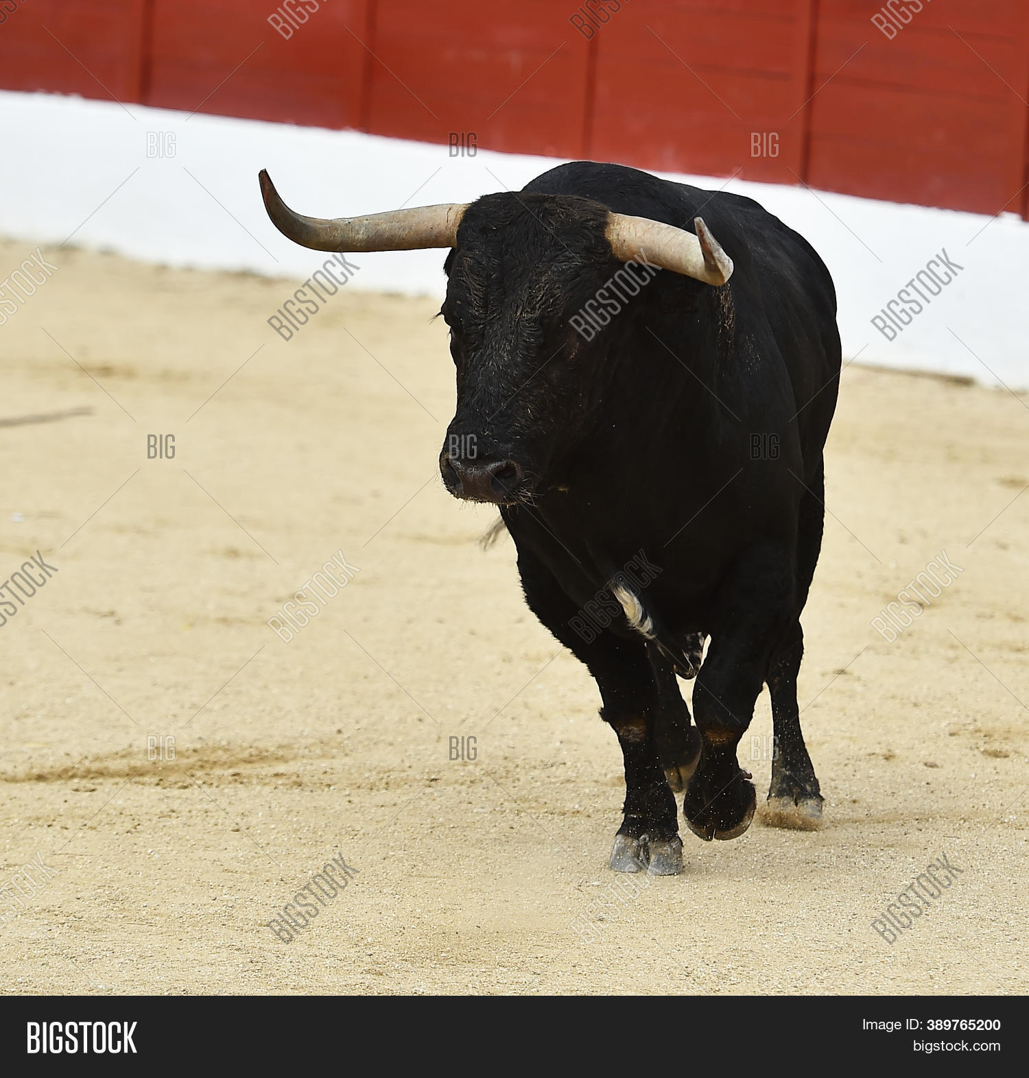Spanish Bull Big Horns Image & Photo (Free Trial) Bigstock