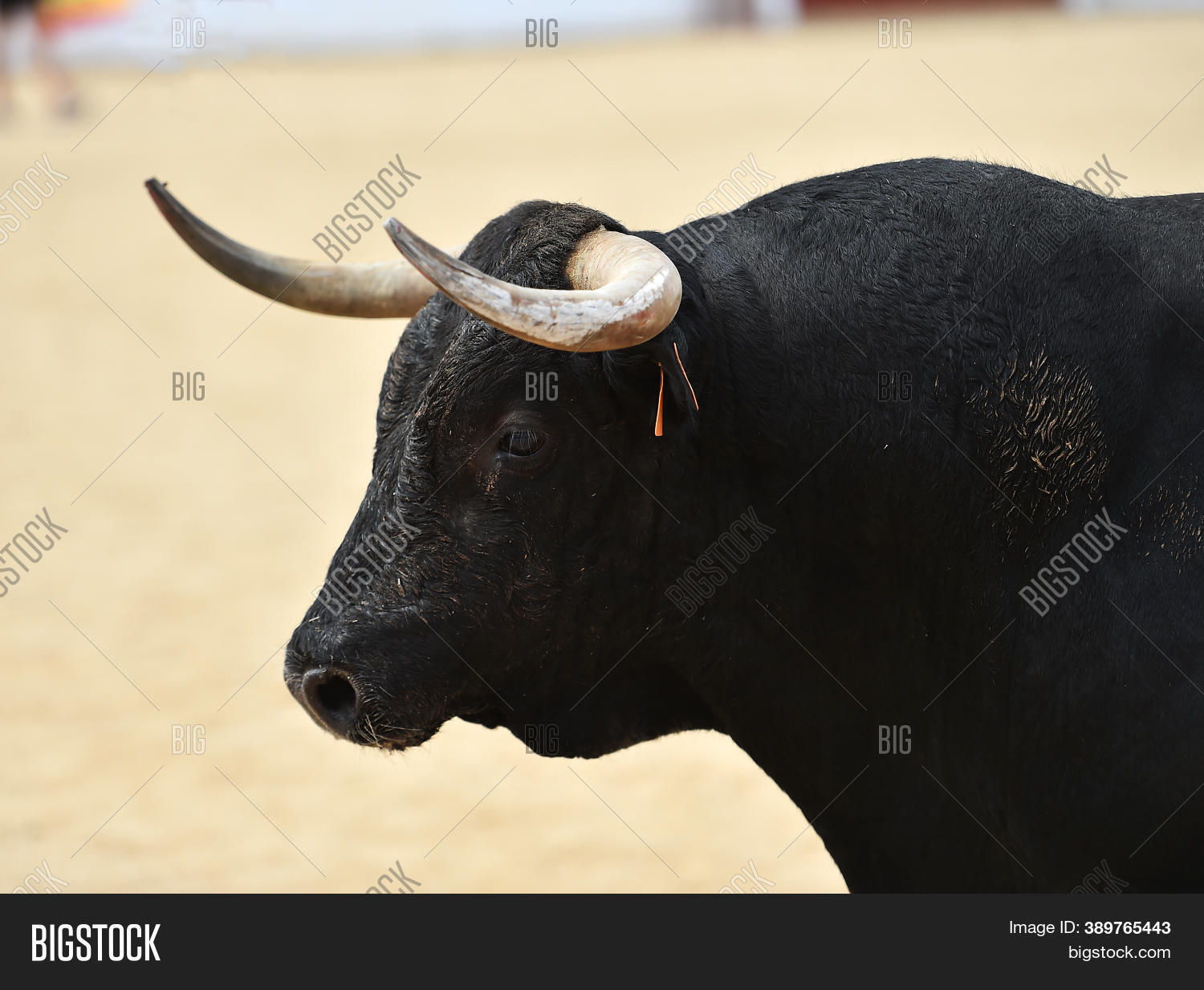 Spanish Bull Big Horns Image & Photo (Free Trial) Bigstock